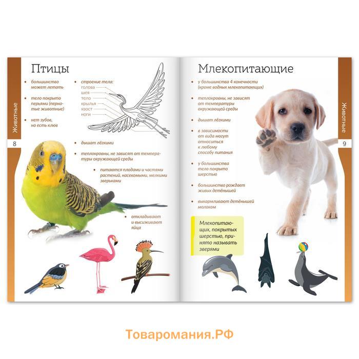 Книжки - шпаргалки «Мир природы и человека», набор 6 шт.